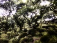 05 Dartmoor - Wistmend Forest 01