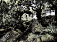 08 Dartmoor - Wistmend Forest 02