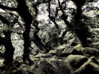 12 Dartmoor - Wistmend Forest 03